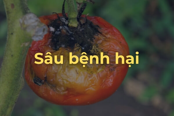 Sâu bệnh hại cây cà chua
