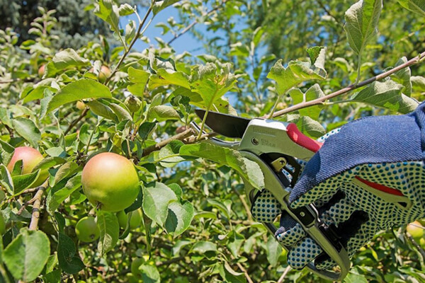 cách trồng táo bằng hạt