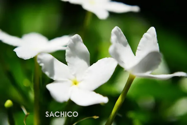 những loài hoa thơm nhất Việt Nam