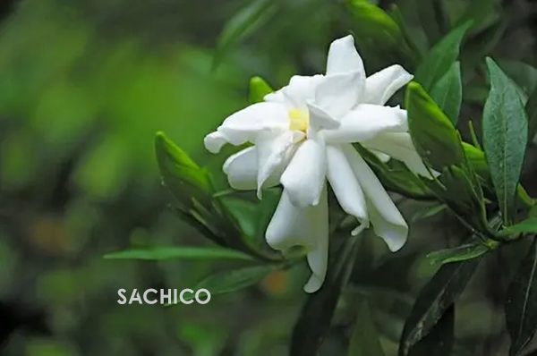 những loài hoa thơm nhất Việt Nam