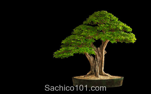 Những mẫu bonsai mini đẹp