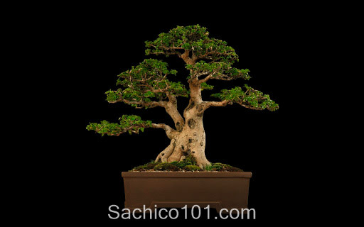 Những mẫu bonsai mini đẹp