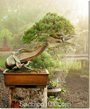 Những mẫu bonsai mini đẹp 