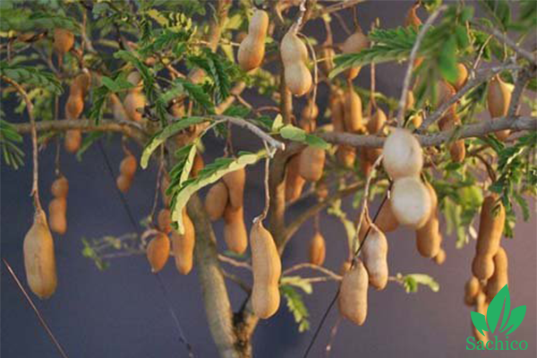 Các loại cây ăn trái dễ trồng