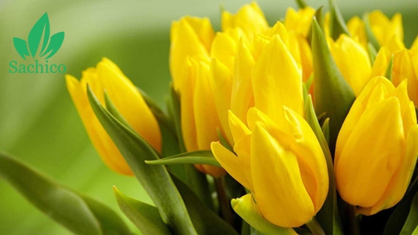 Tổng hợp tên các loại hoa màu vàng ở Việt Nam có thể bạn chưa biết.