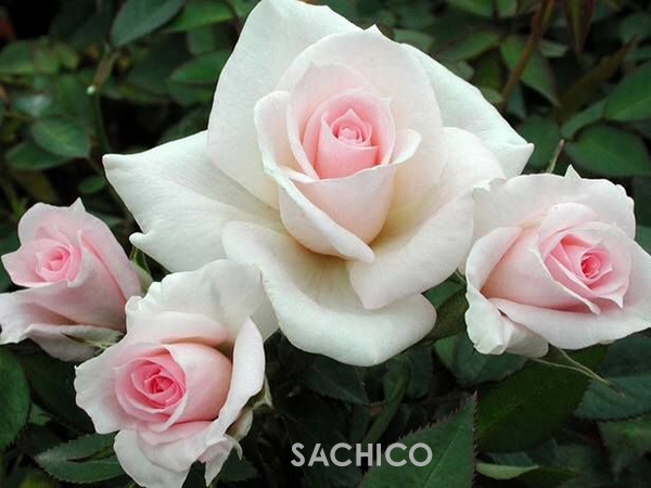 Các giống hoa hồng bông nhỏ tuyệt đẹp, dễ trồng tại nhà