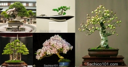 Những mẫu bonsai mini đẹp nhất thế giới