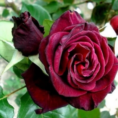 Combo 10 gốc hoa hồng ngoại