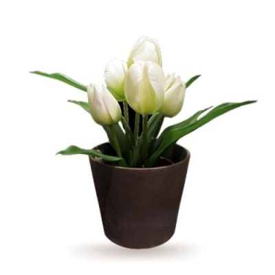 Chậu hoa tulip trắng