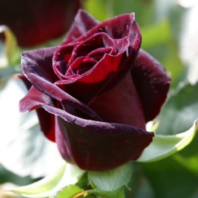 Hoa hồng ngoại màu đỏ đen