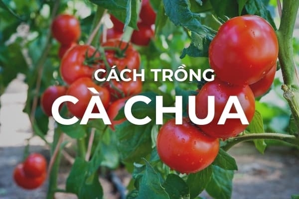 Mẹo trồng cà chua - Cách trồng cà chua 