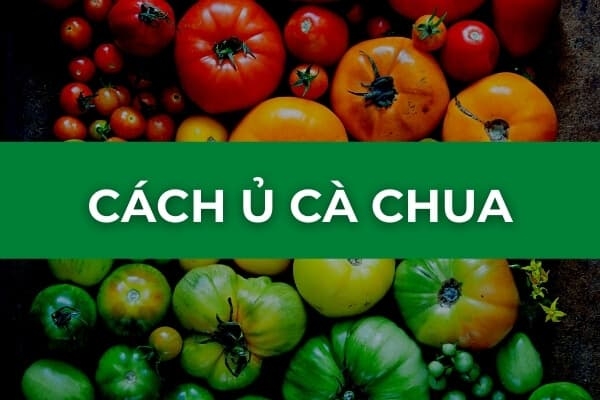 Hướng dẫn cách ủ cà chua chín nhanh không hóa chất