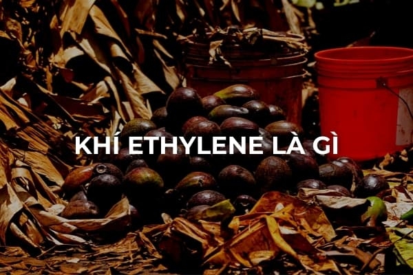 Khí Ethylene là gì: Thông tin về khí Ethylene và quá trình chín của trái cây