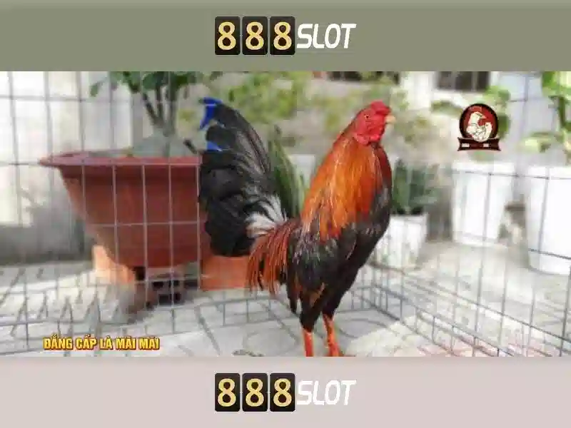 Đăng Nhập
